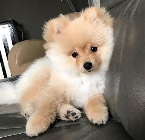 teddy pomeranian|pomeranian with teddy bear cut.